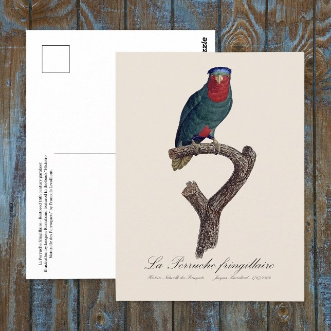 La Perruche fringillaire Vykort (Blue-Crowned Lorikeet, Vini Australis. Postcard)