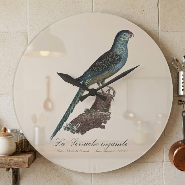La Perruche ingambe  Stor Klocka (Ground Parrot or Swamp Parrot, Pezoporus Wallicus. Large Clock)