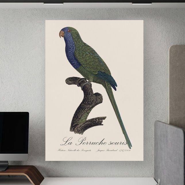 La Perruche souris/Munk Parakeet Poster (Monk Parakeet or Monk Parrot, Myiopsitta Monachus. Poster )
