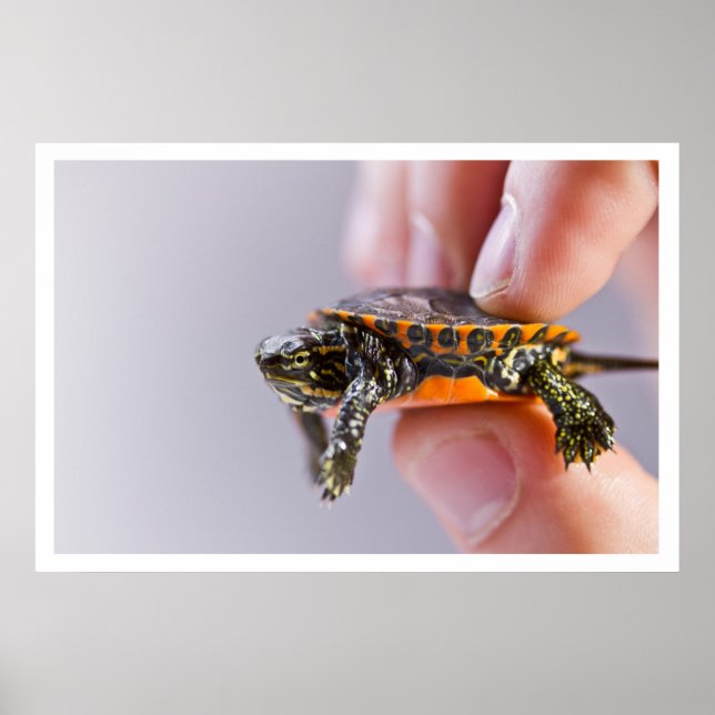 La Petite Tortue Poster (Framsidan)