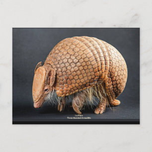 La Plata Three-Banded Armadillo Vykort