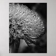 La Pluie Noir - Dandelion