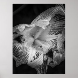 La Pluie Noir - Fortnight Lily, transparent Poster