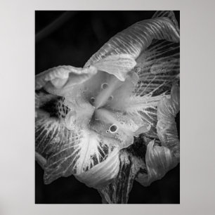 La Pluie Noir - Fortnight Lily, transparent Poster