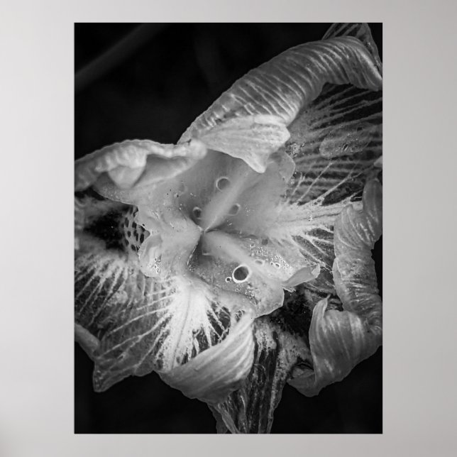 La Pluie Noir - Fortnight Lily, transparent Poster (Framsidan)