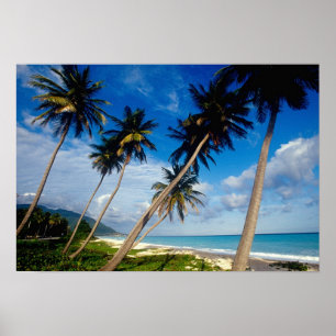 La Samana Peninsula, Dominikanska republiken Poster