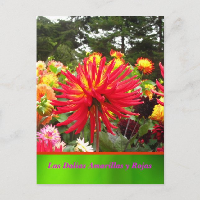 La Tarjeta Postal - Las Dalias Amarillas y Rojas Vykort (Framsida)