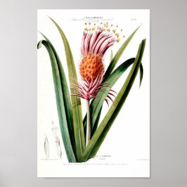 La Tillandra Vintage Rosa Botanical Flore DAmeriqu Poster