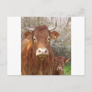 La vache et son veau vykort