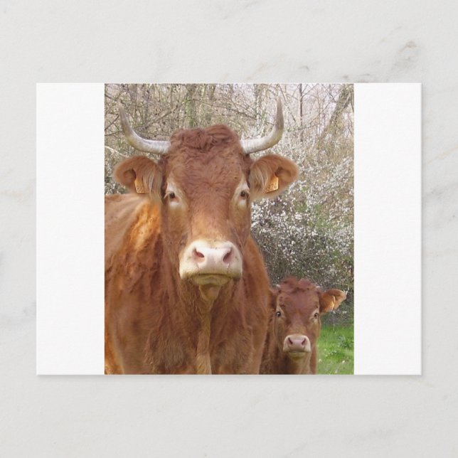 La vache et son veau vykort (Framsida)