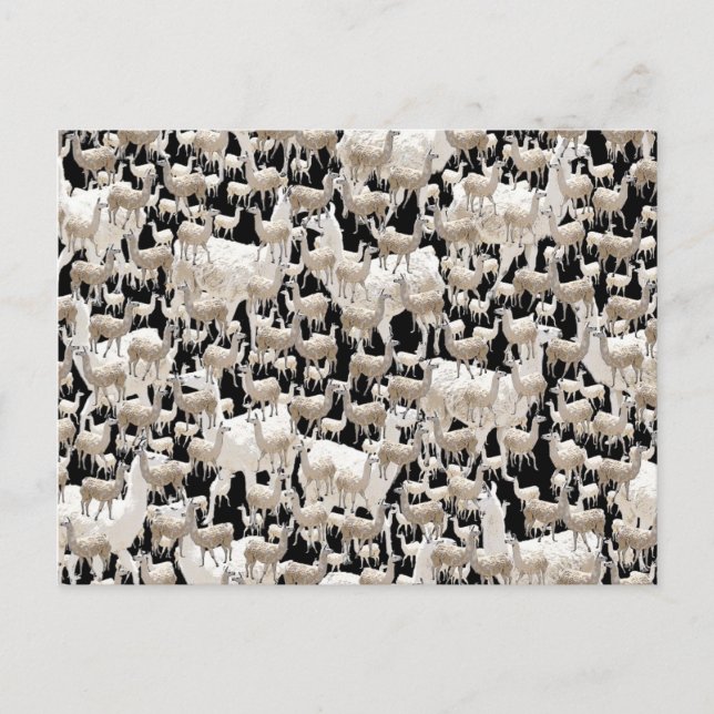 Laama, Llama-vykort Vykort (Framsida)