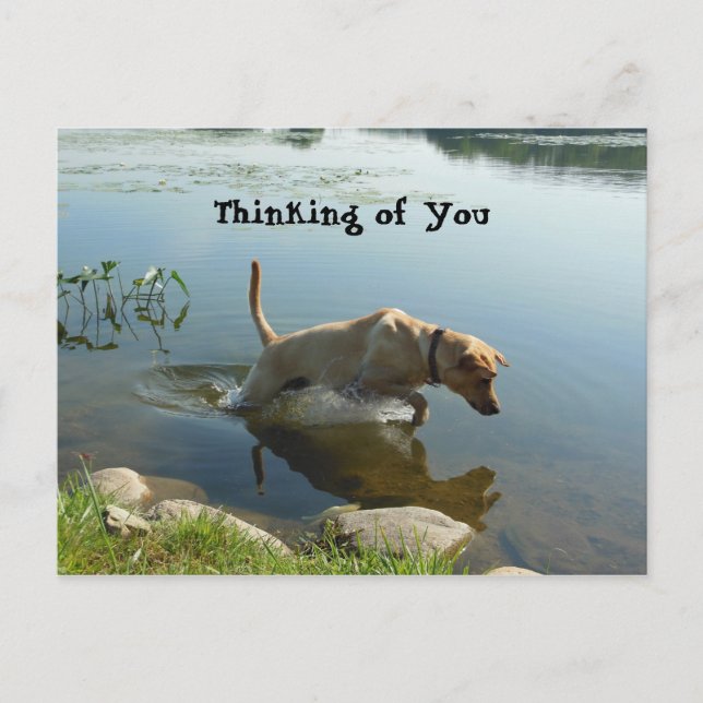 Lab Leaps Thinking of You Vykort (Framsida)