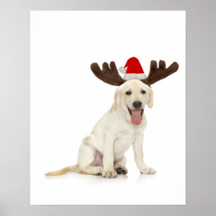 Lab Puppy Wearing Antlers Poster
