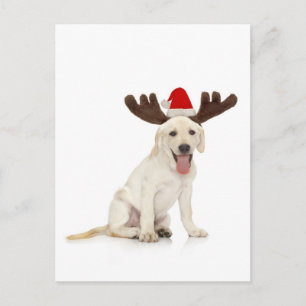 Lab Puppy Wearing Antlers Vykort