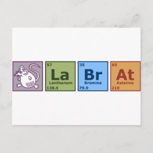 Lab Råtta Vykort