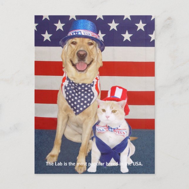 Lab-tåg - populärt vykort (Framsida)