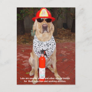 Lab Traits - Använda efter polis och brandmän Vykort