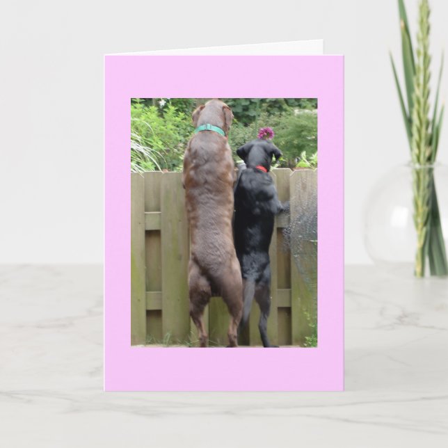 Labarador Hundar kort (Framsida)