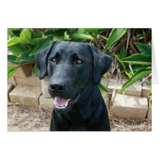 Labbet med underbart budskap! OBS kort