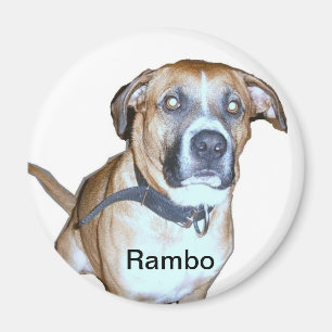 Labbhundmagnet Magnet