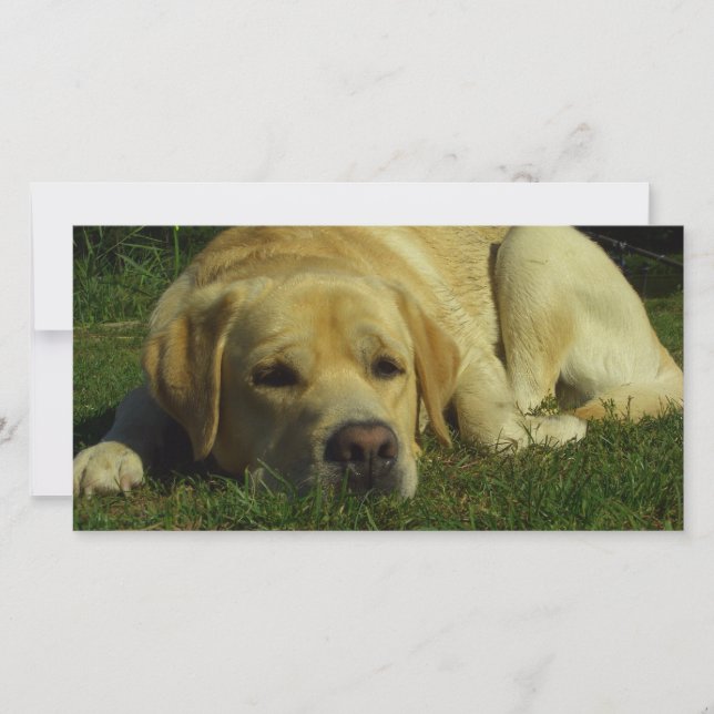 Laboratoriekylning i grönt gräs (Framsida)