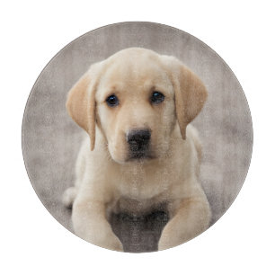 Labour Retriever Puppy