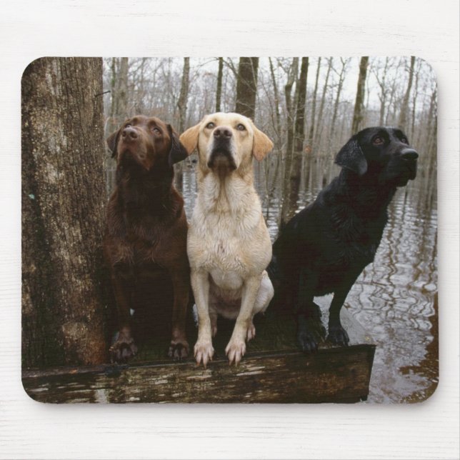 labradomusen vadderar musmatta (Framsidan)