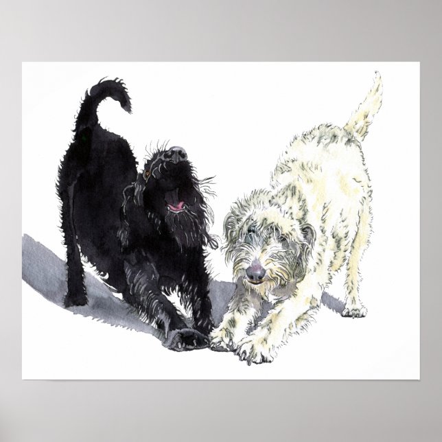 Labradoodle Doodle Poster (Framsidan)