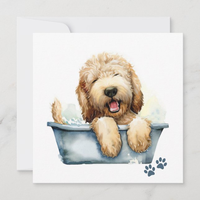 Labradoodle-Hund (Framsida)