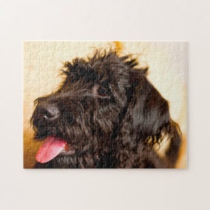 Labradoodle Hund. Pussel