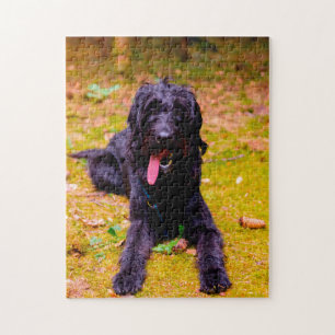 Labradoodle Hund. Pussel