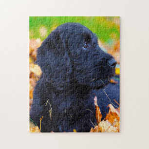 Labradoodle Hund. Pussel