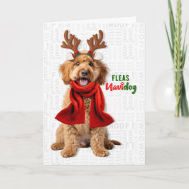 Labradoodle Hund Roliga Loppor Navidog Jul Helgkort