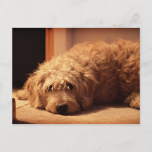 Labradoodle Hund tittar ledsen Vykort