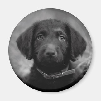Labradoodle i B&W-märke Magnet
