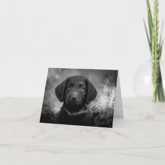 Labradoodle i B&W Notecard Kort