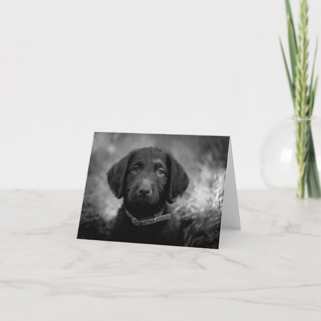 Labradoodle i B&W Notecard Kort (Framsida)