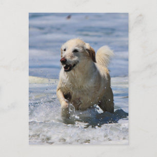 Labradoodle - Izzy Vykort