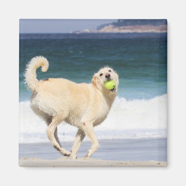 Labradoodle - Lycklig-dagen på stranden Magnet (Framsidan)