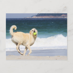 Labradoodle - Lycklig-dagen på stranden Vykort