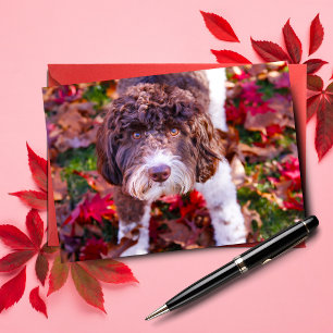 Labradoodle på hösten kort