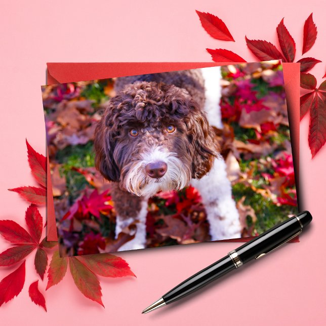 Labradoodle på hösten kort (Send autumn cheer with Duke the Labradoodle note card.)