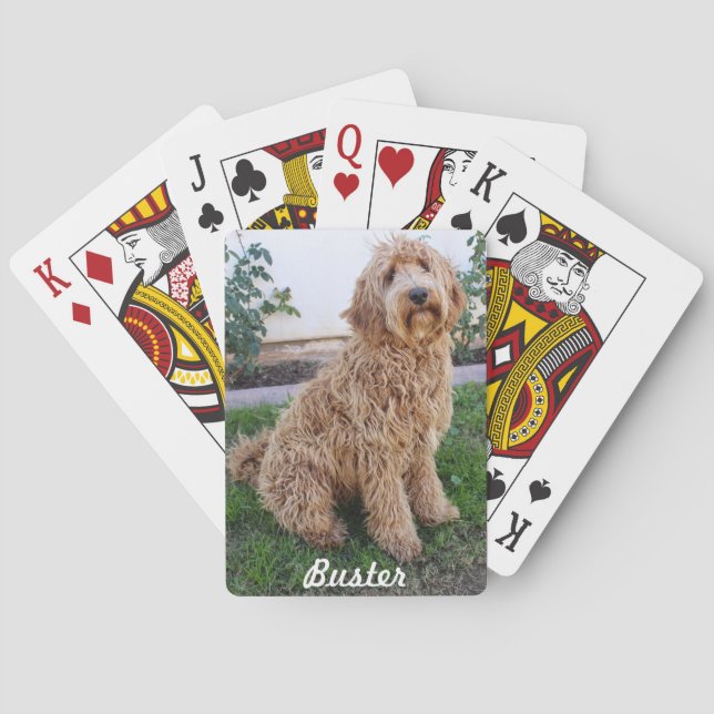 Labradoodle Puppy Hund Casinokort (Baksidan)