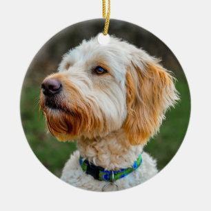 Labradoodle Puppy Hund Julgransprydnad Keramik