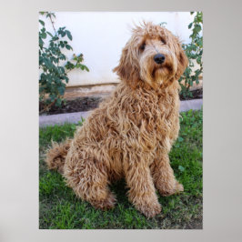 Labradoodle Puppy Hund Poster