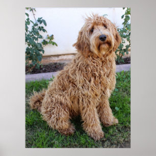 Labradoodle Puppy Hund Poster