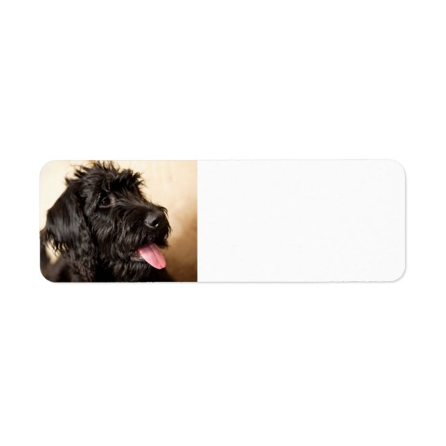Labradoodle Return-adressetikett Returadress Etikett (Framsidan)