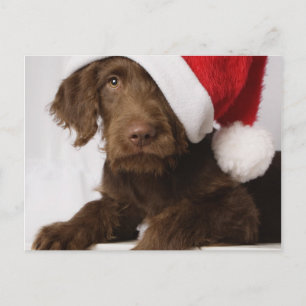 Labradoodle som ha på sig en Santa hatt Helg Vykort