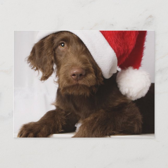 Labradoodle som ha på sig en Santa hatt Helg Vykort (Framsida)