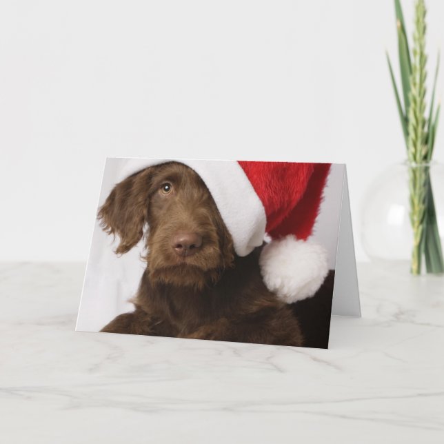Labradoodle som ha på sig en Santa hatt Helgkort (Framsida)